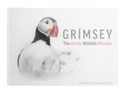 Grímsey: The Arctic Wildlife Wonder